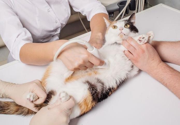УЗИ беременной кошки для животных в Москве — Ветеринарная клиника «Dr.Vetson»