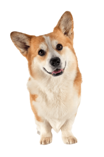 УЗИ мочеполовой системы собаки