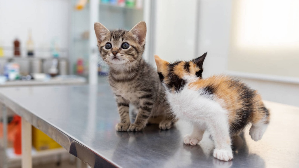 una-gata-lleva-a-sus-crias-al-veterinario-para-salvarles-la-vida.jpg