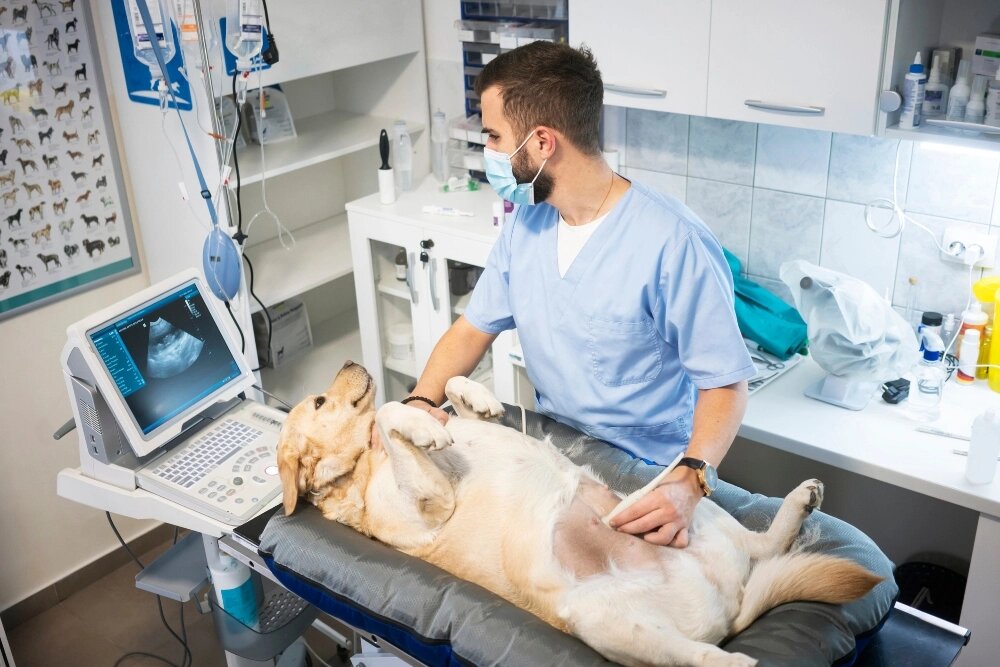 pregnant-dog-at-vet-ultrasound