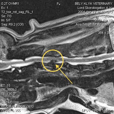 МРТ шейного отдела позвоночника у собаки. Шейная грыжа между 3-4 позвонками